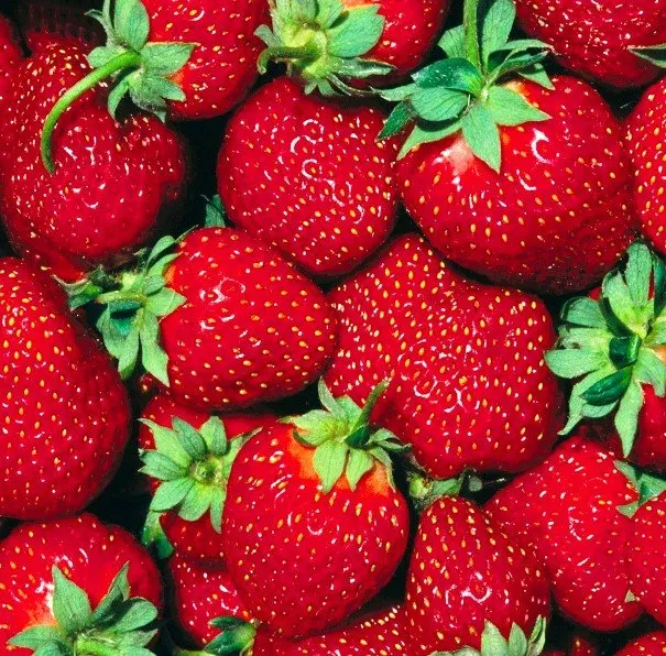 Fragole di Parete Caserta Oro Rosso e Museo della Fragola